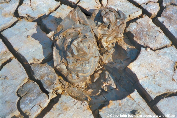 © Copyright: David Larsson