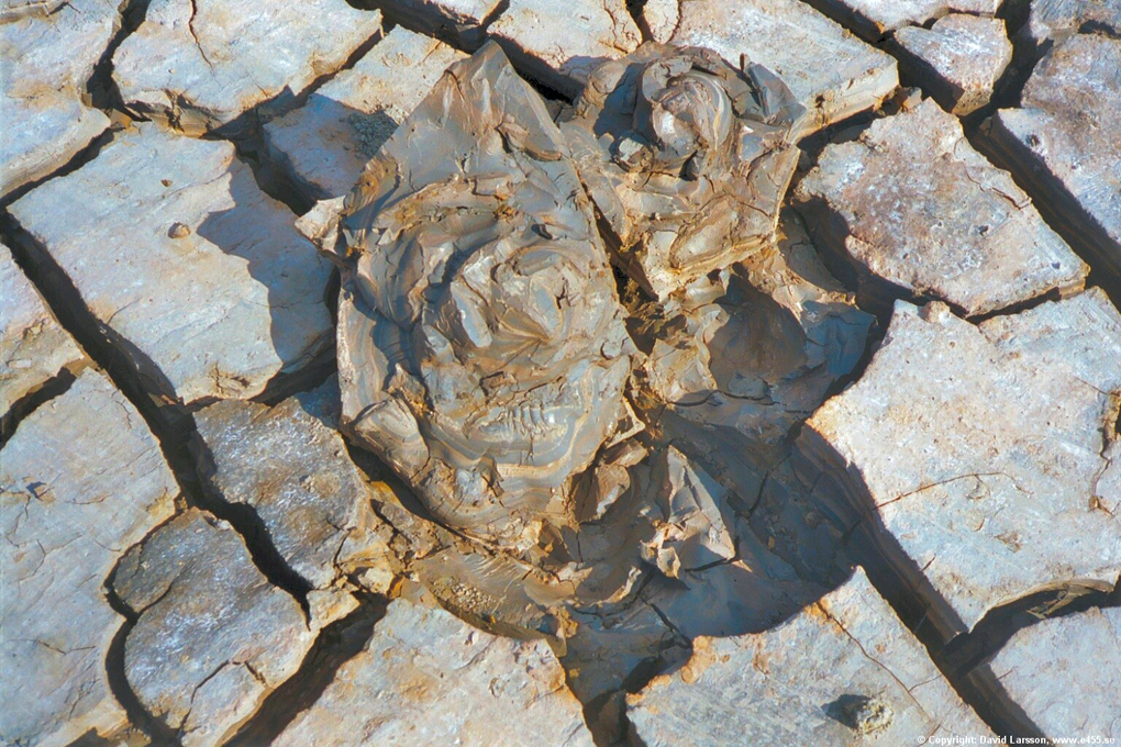 © Copyright: David Larsson