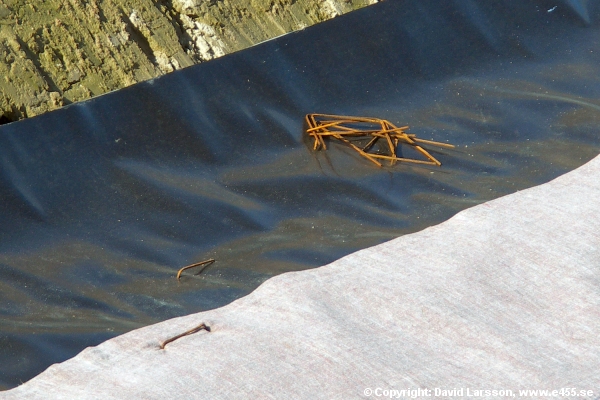 © Copyright: David Larsson